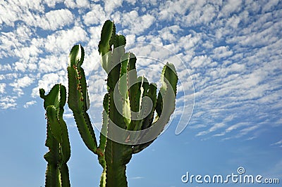 Cactus on blue sky