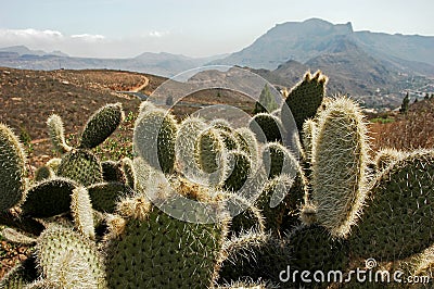 Cactus in desert