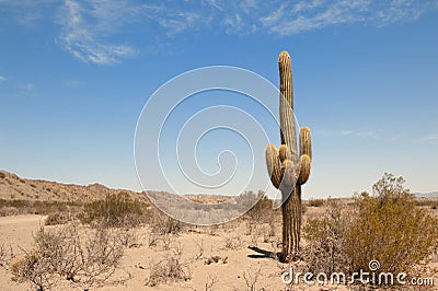 cactus-desert-landscape-16735642.jpg
