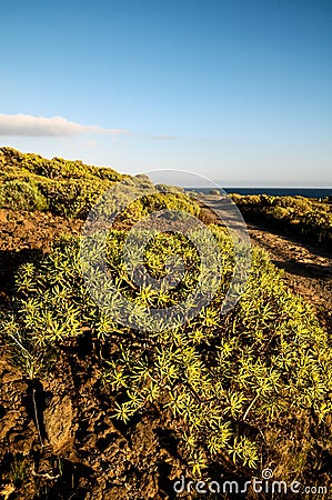 Cactus in the Desert