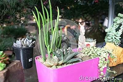 Cactus family plants in pot