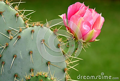 Cactus Flower