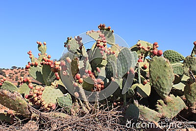 Cactus with fruit