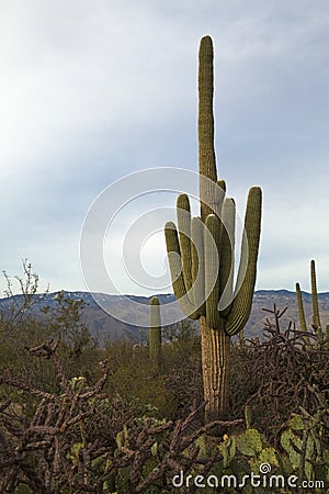 Cactus Landscape