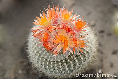 Cactus orange blooms