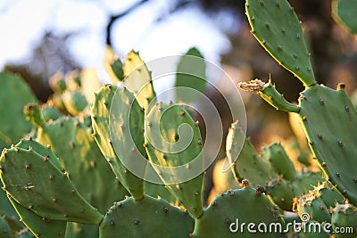 Cactus