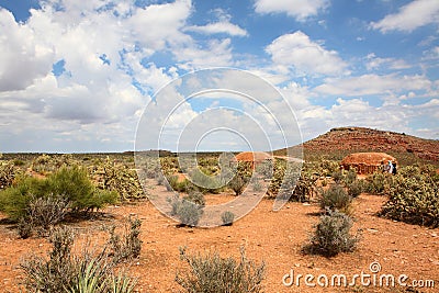 Cactus in western united statues