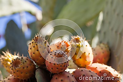 Cactuses, Turkey