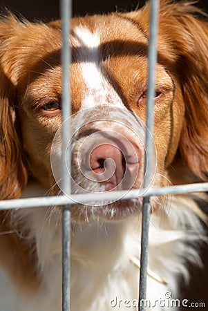 Caged dog