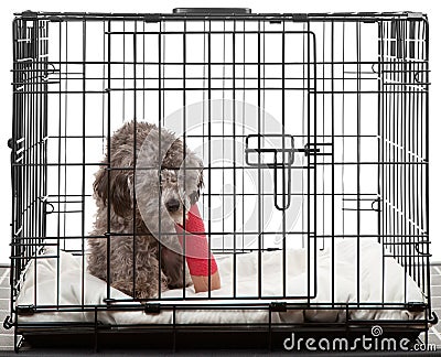 Caged dog with broken leg