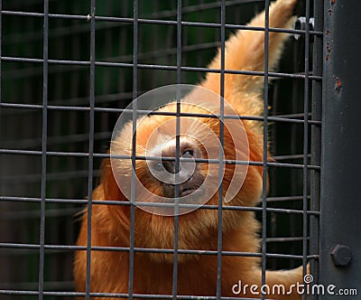 Caged Golden Lion Tamarin
