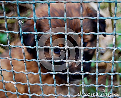 Caged puppy