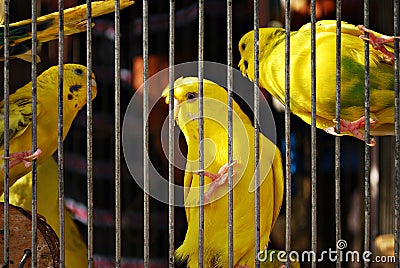 Caged Yellow Budgie Parrot Birds