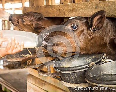 Calf in cow cattle drinking milk from feeding bottle, milk indus