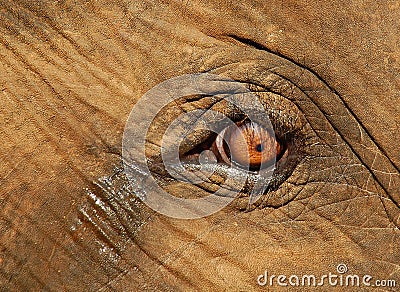 Calf Elephant Crying Eye