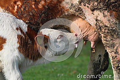 Calf feeding with milk from cow on pasture