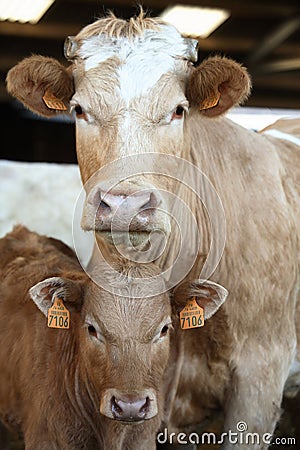 Calf with mum