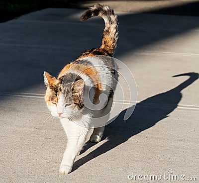 Calico Cat and her Shadow on Sidewalk