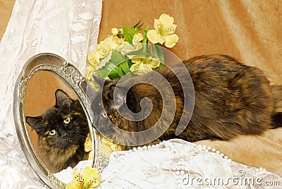 Calico Cat Image in Mirror