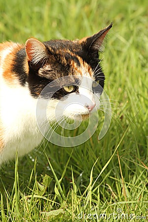 Calico cat portrait