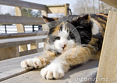 Calico Cat Relaxing in the Sun