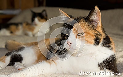 Calico cat resting on a bed