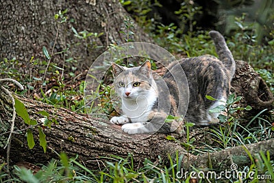 Calico Cat Sharpening Her Claws on Oak Tree