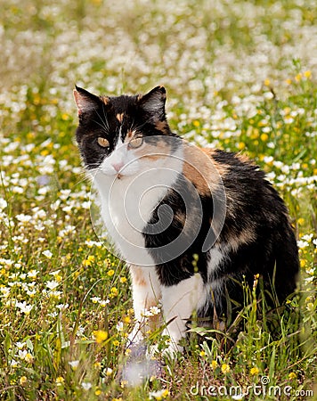 Calico cat sitting in the middle of wildflowers