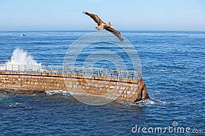 California Brown Pelican in flight~ Waves Crashing