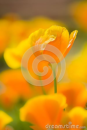 California golden poppies