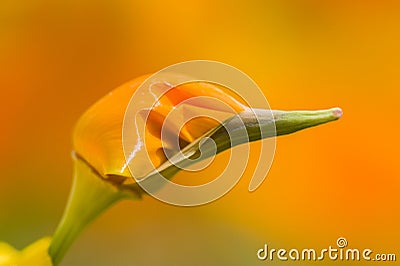 California golden poppies