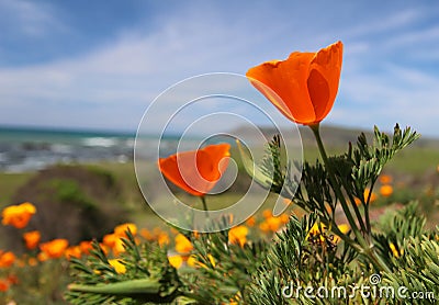 California golden poppy flower, Big Sur coast, California