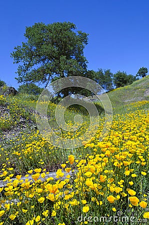 California Poppies and Oak Trees