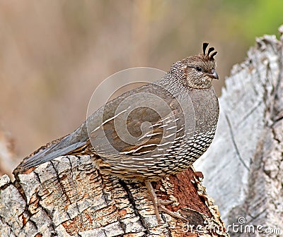 California Quail - female