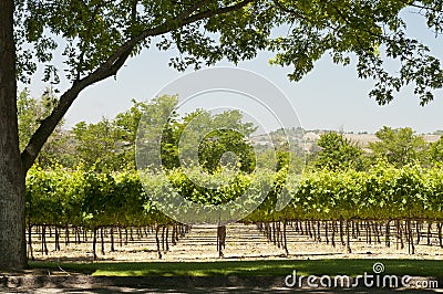 California vineyard