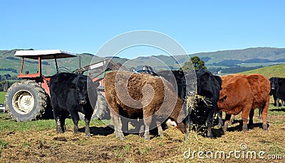 Calves Eating Lucerne Hay on New Zealand Farm