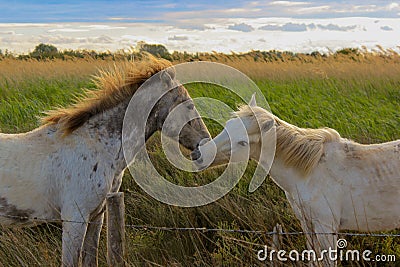 Camargue Horses Kiss