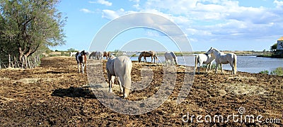 Camargue landscape, France