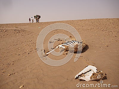 Camel bones litter where a caravan passes