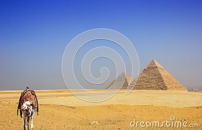 Camel in the desert with the pyramids of Giza