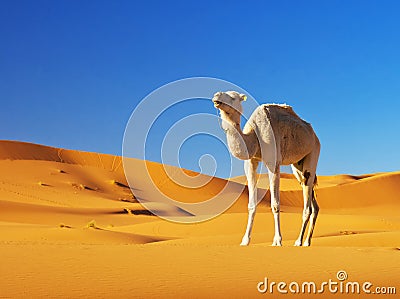 Camel in the desert