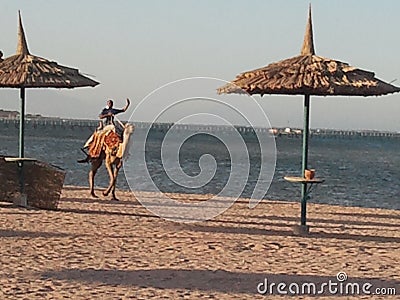 Egypt camel ride