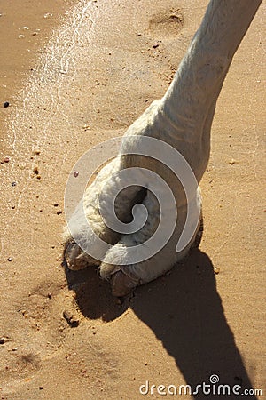 Camel foot