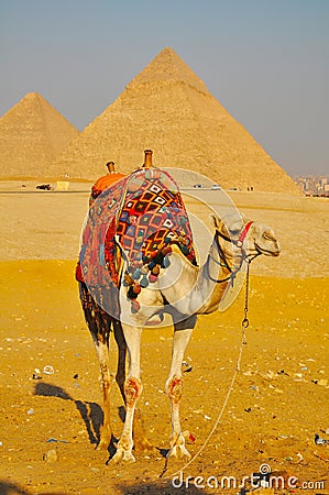 Camel and Great Pyramid of Giza