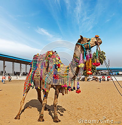 Camel at Pushkar Mela (Pushkar Camel Fair), India