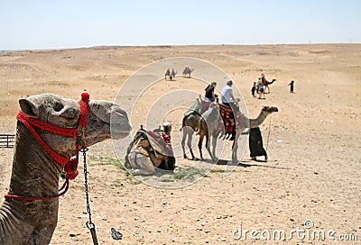 Camel Ride