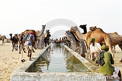 Camels drinking, Pushkar India