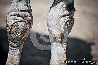 Camels feet and knees