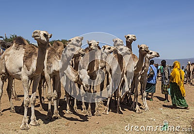 Camels at livestock market. Babile. Ethiopia.