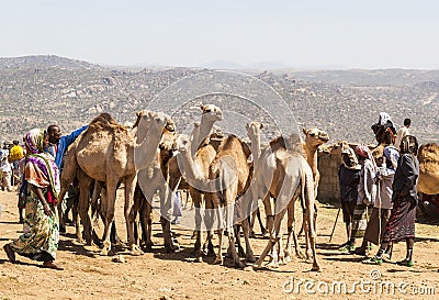 Camels at livestock market. Babile. Ethiopia.
